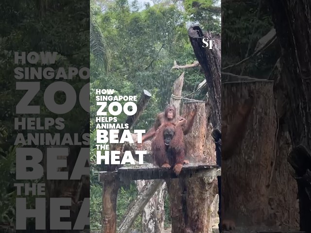 How Singapore Zoo helps animals beat the heat