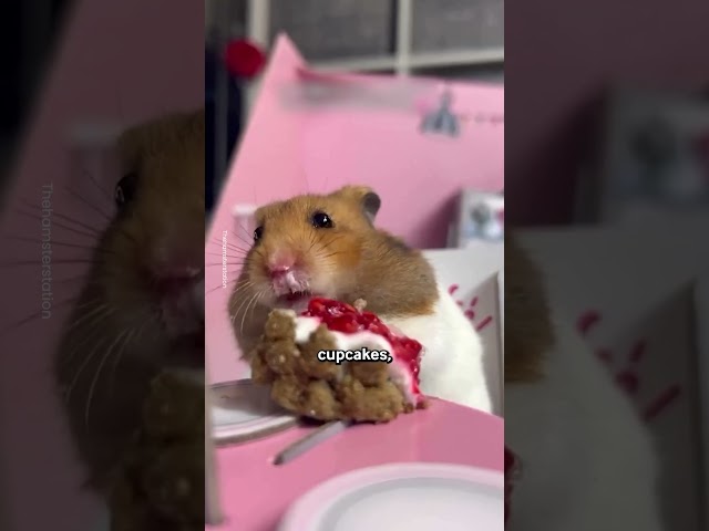 Hamster Acts Like A Human 🐹