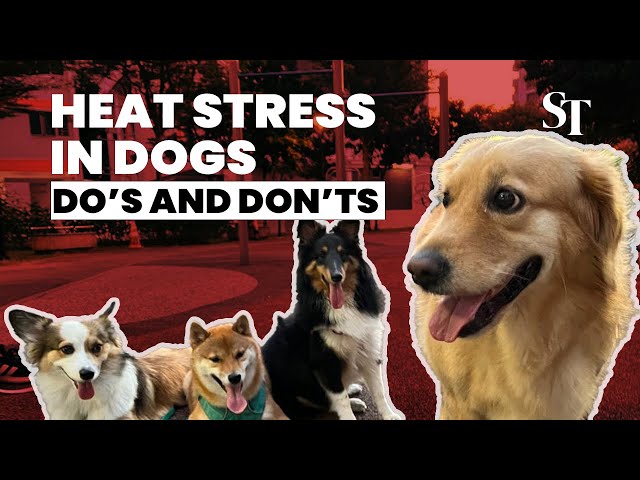 What should you do if your dog is heat stressed?