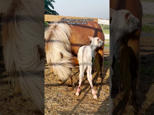 Family Brings Home An Aggressive Horse | The Dodo