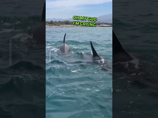 Close Encounter With Orca Whales! 😲
