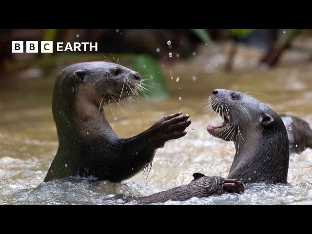 Cheeky Crows Prank Baby Otters | The Making of Mammals | BBC Earth