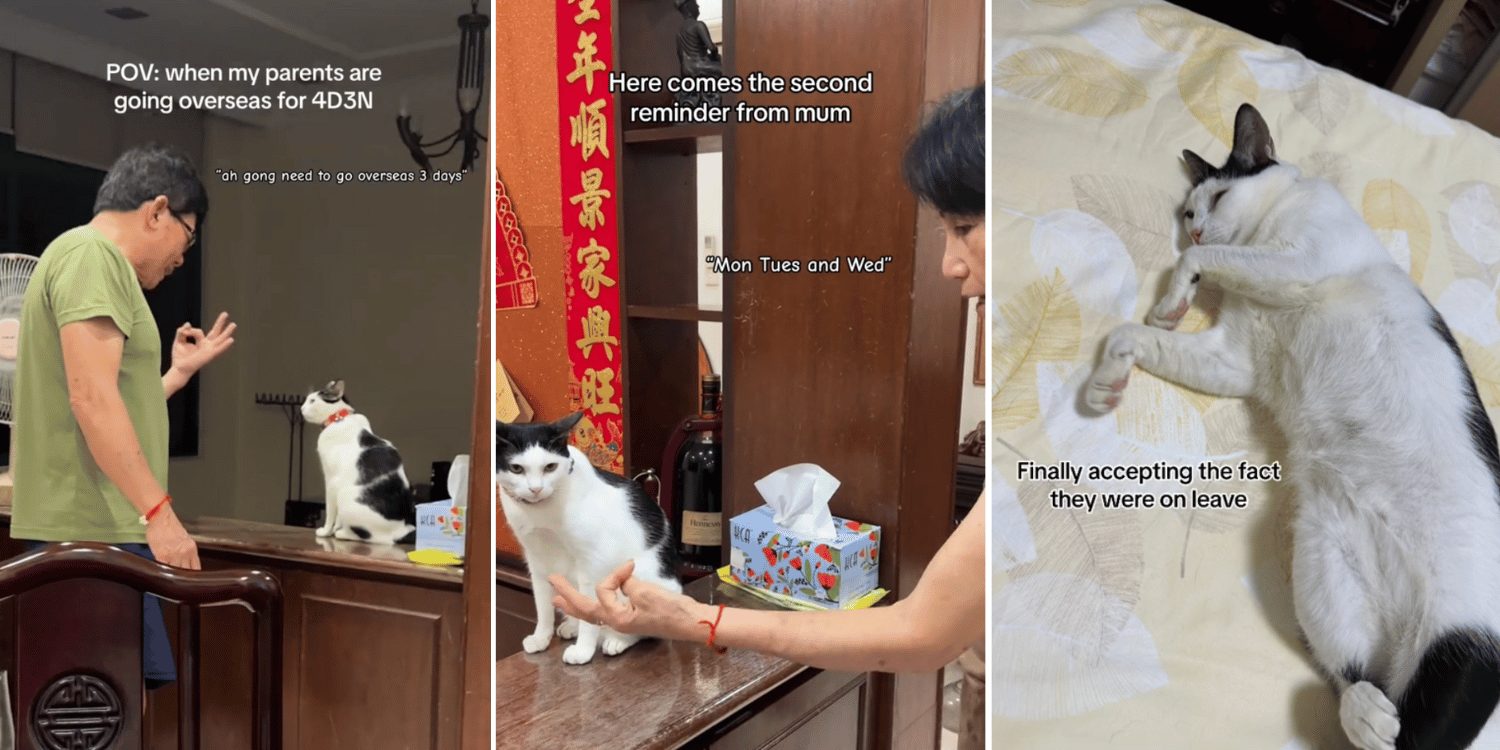 S’pore tiktoker films parents requesting ‘leave’ from cat to go on holiday, feline doesn’t look amused