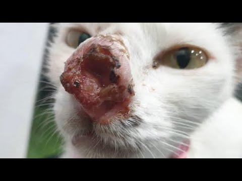 Removing Immense Cuterebra From Tiny Cat's Nose (Part 71)