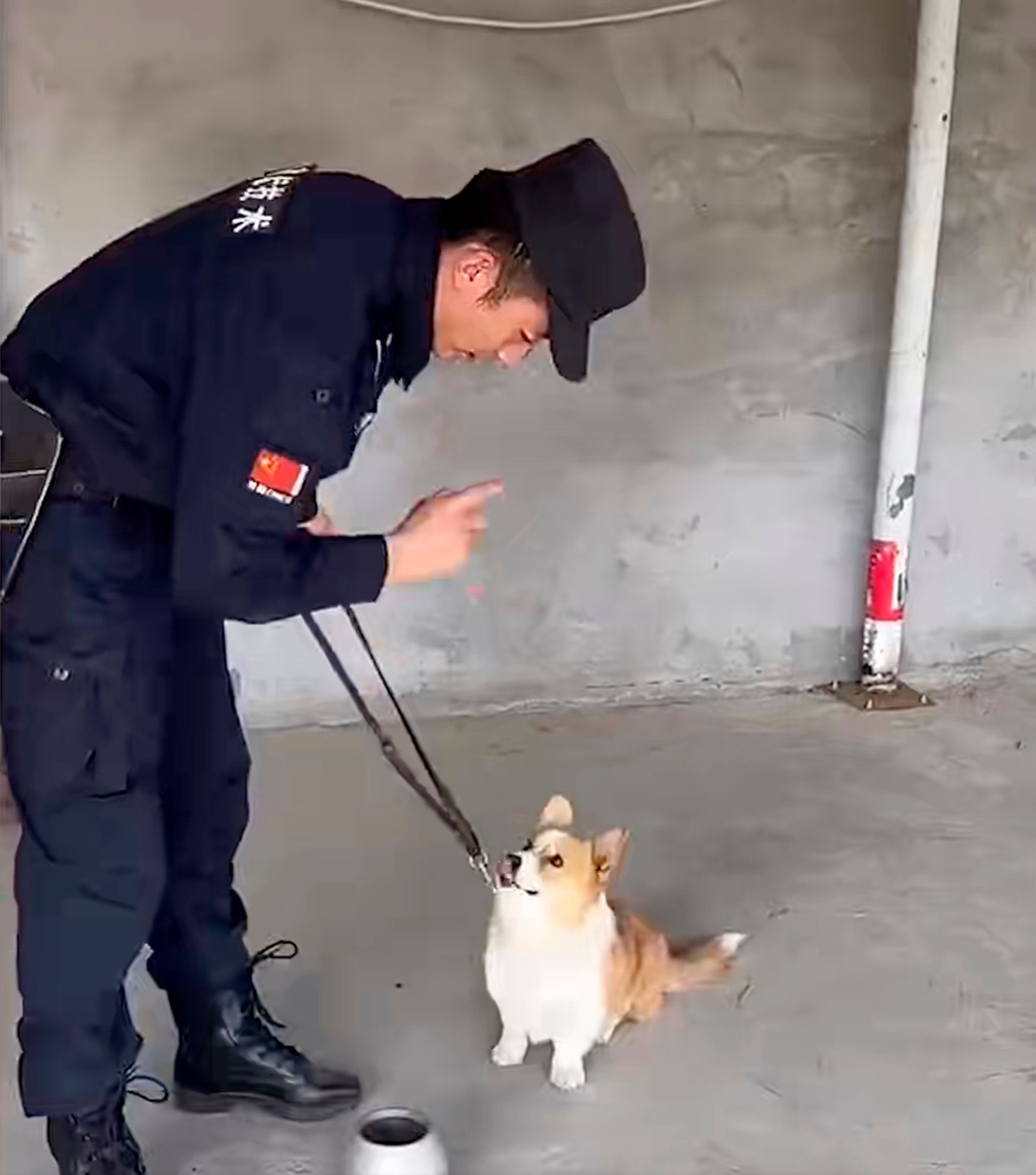 China’s first Corgi police dog makes public debut, hailed for under-car bomb detection skills, attitude and fitness, wins netizens over