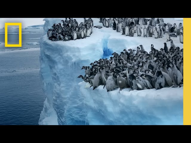 Secrets of the Penguins | Never-Before-Filmed Emperor Penguin Chick Behavior | National Geographic