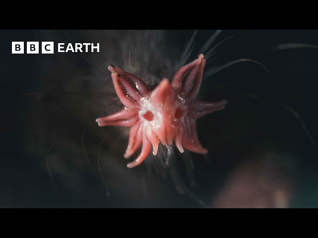 The Weird and Wonderful Star-Nosed Mole | Mammals | BBC Earth