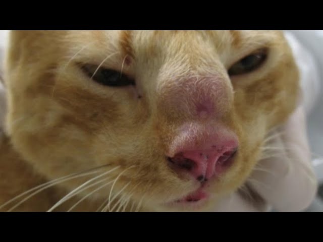 Massive Cuterebra Removed From Tiny Kitten's Nose (Part 72)