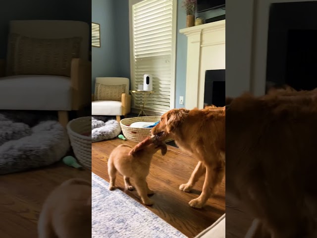 Dog Gets To Meet Her New Sister And It's Pure Magic | The Dodo