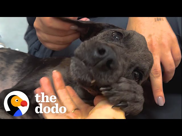 Woman Drives 10 Hours To Rescue A Paralyzed Dog | The Dodo