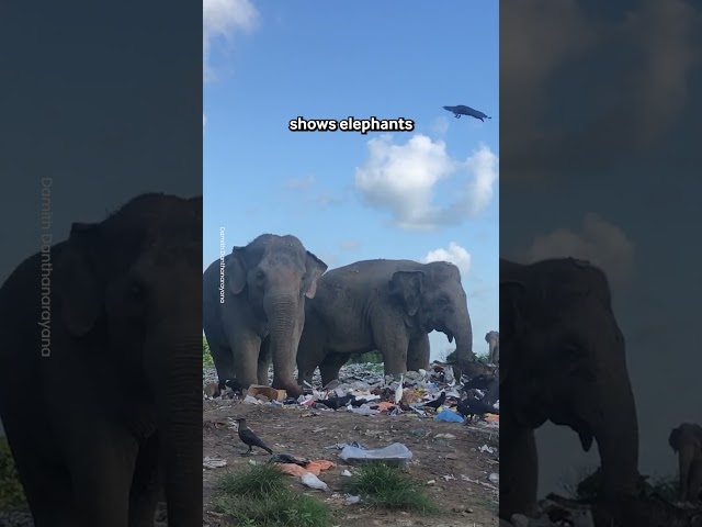 Elephant Garbage Tragedy 🐘💔