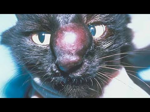 Removing Enormous Botfly Inside Poor Kitten's Nose (Part 73)