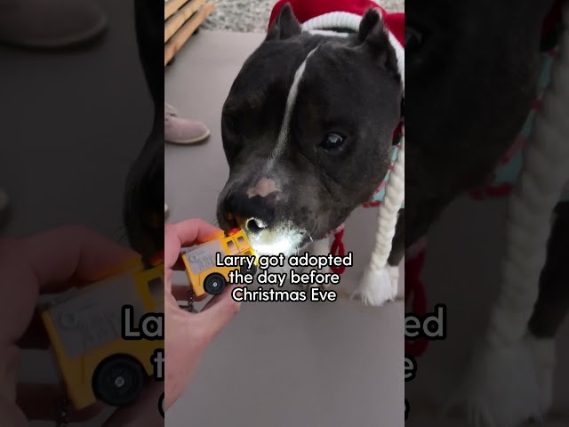 Watch This 14-Year-Old Pittie Age Backwards | The Dodo