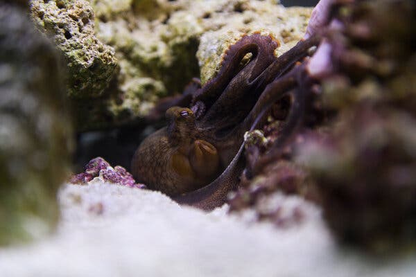 The Joys and Challenges of Caring for Terrance the Octopus