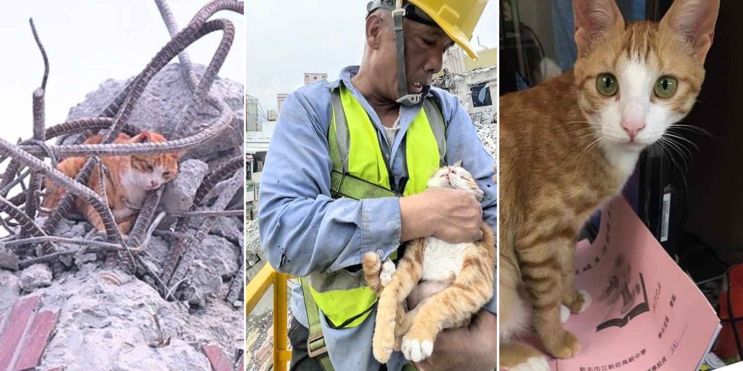 Cat of woman WHO died in Taiwan quake rescued, owner was crushed trying to save her