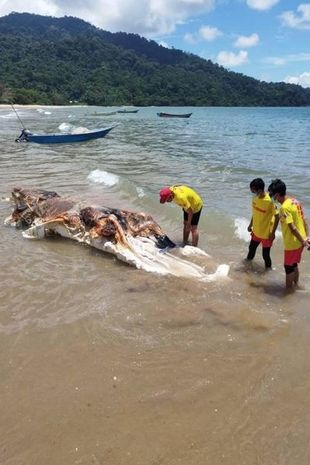Mass of flesh washes up on beach as stunned locals name horror sea creature 'globster'