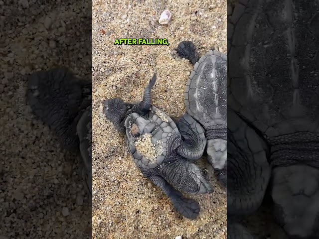 Baby Turtles Help Each Other 🐢