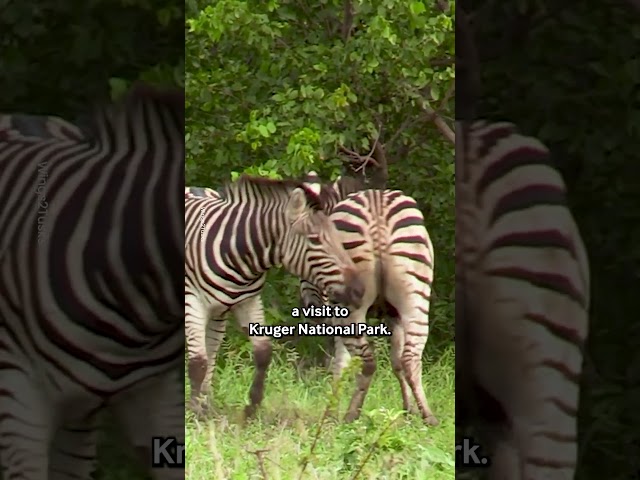 Mischievous Zebras Caught On Camera 🦓