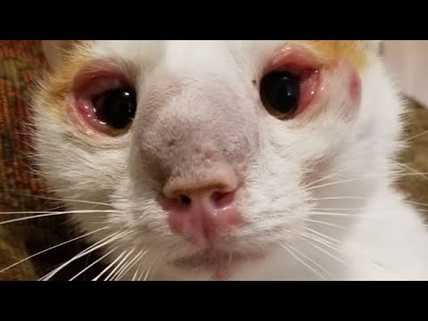 Immense Cuterebra Larvae Removed From Kitten's Nose (Part 75)