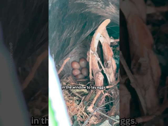 Robin Makes Nest Inside Greenhouse 🪺