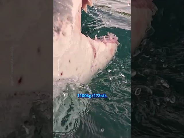 Great White Shark Bites Boat! 🦈