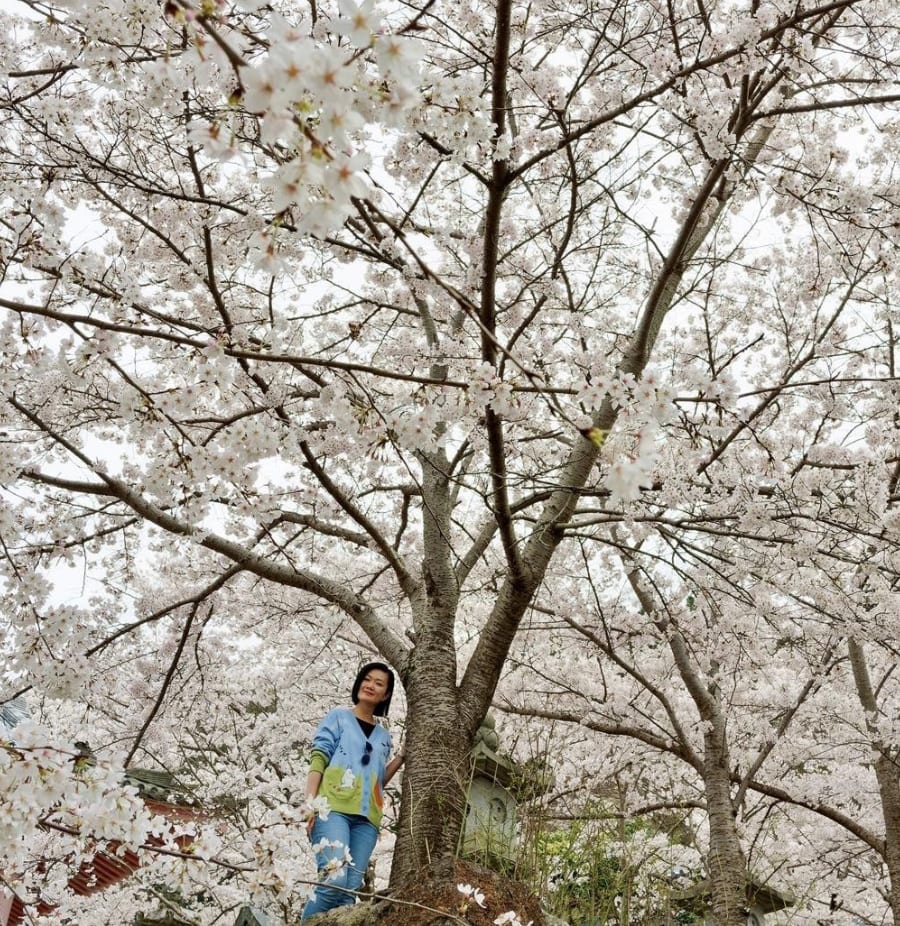 Tourists In Tokyo Cause Public Outrage For Violently Shaking Cherry Blossom Trees To Get Perfect Social Media Shot