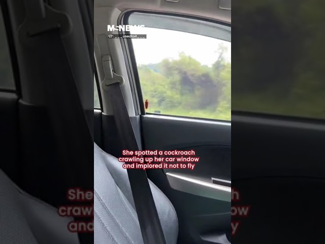 Flying cockroach in car prompts woman to scream in fear