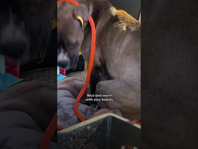 Mama Pittie And 6 Puppies Saved From Freezing Cold | The Dodo