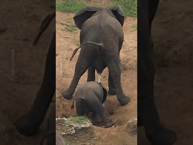 Baby Elephant gets Unexpected Gift 🐘