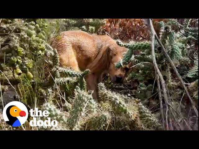 Puppy Abandoned In A Tornado Is So Happy To Be Rescued | The Dodo