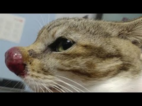 Removing A Gigantic Cuterebra From Poor Cat's Nose (Part 77)