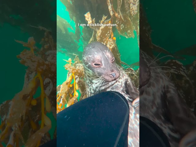 Seal Loves To Tickle His Diver Friend | The Dodo