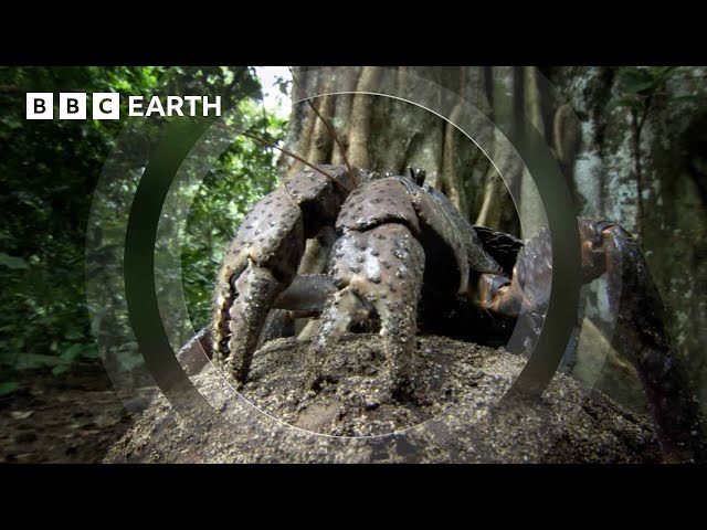 The Colossal Coconut Crab | South Pacific | BBC Earth