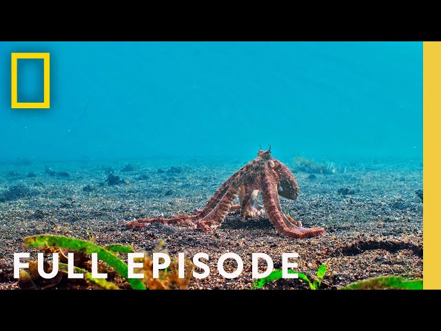 Shapeshifters: Octopus Superpowers (Full Episode) | Secrets of the Octopus