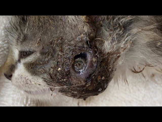 Removing Immense Botfly Maggot From Kitten's Head (Part 18)