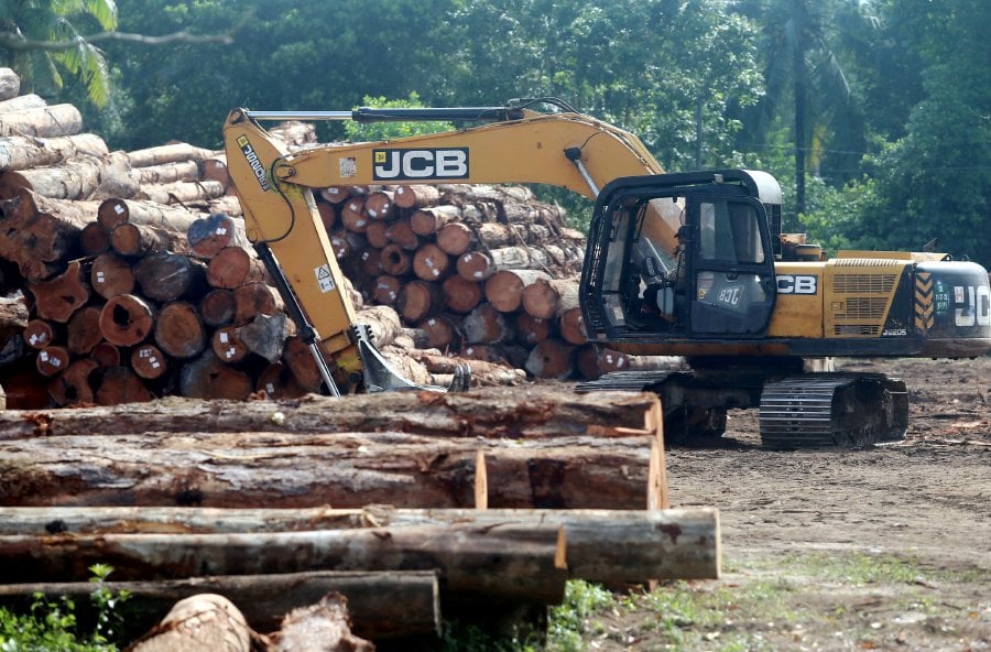 Sabah collects RM155.3 million revenue from timber-related activities