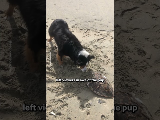My Dog Buries A Turtle 🥺🐢