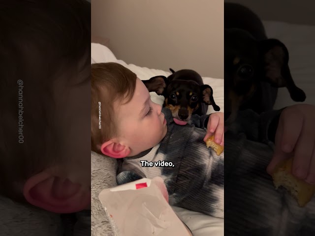 Little Boy And Dog Share Sweet Moment 🥺💕