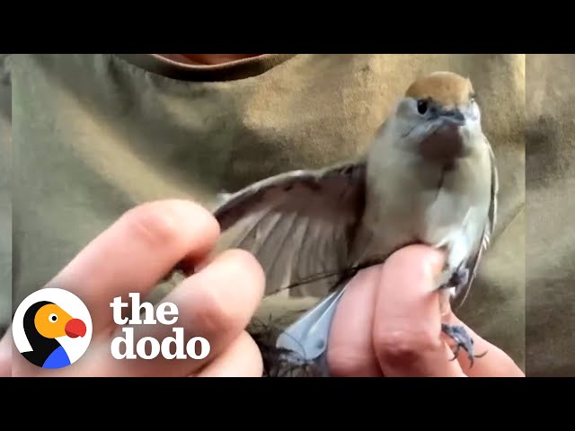 Woman Saves Hundreds Of Birds From Illegal Poaching | The Dodo