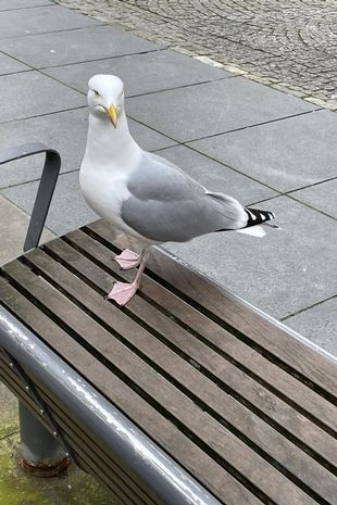 'XL Gully' seagulls terrorising Brits as gull gangs compete to be hardest birds