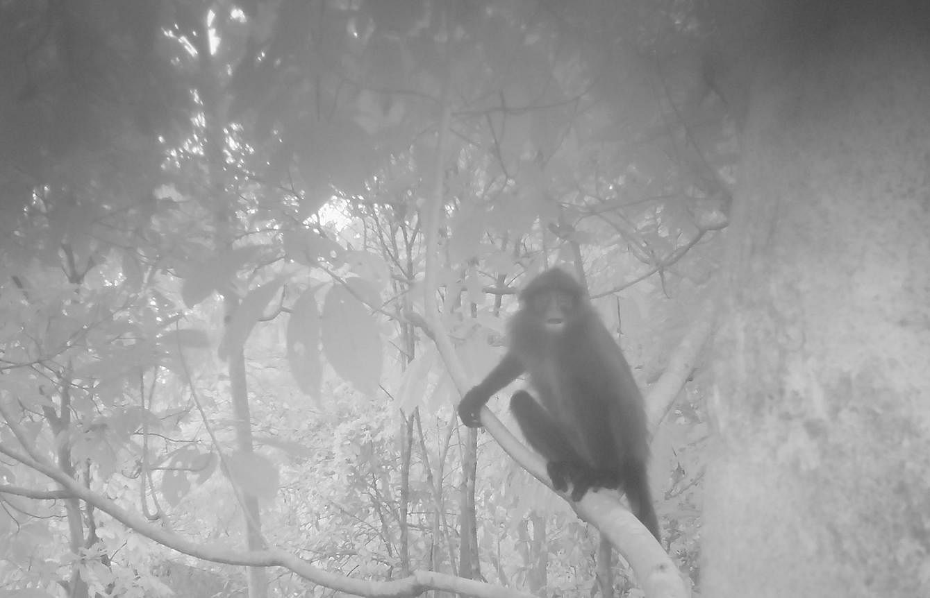 Raffles’ banded langur spotted on Eco-Link@BKE for the first time