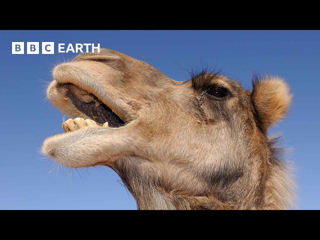 A Camels Love Sac | 4K UHD | Mammals | BBC Earth
