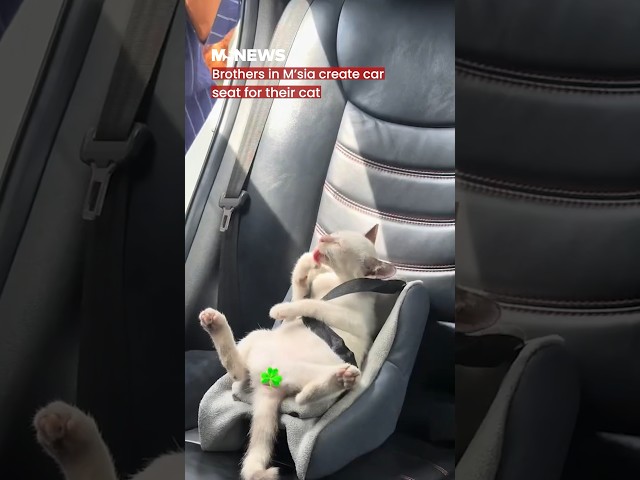 Brothers in M'sia create car seat for their cat
