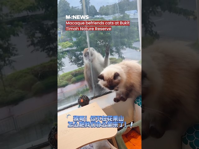 Macaque befriends cats at building near Bukit Timah Nature Reserve