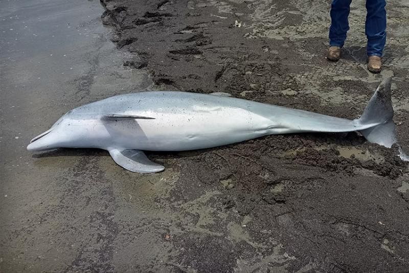 Dolphin in US found with multiple bullets lodged in carcass