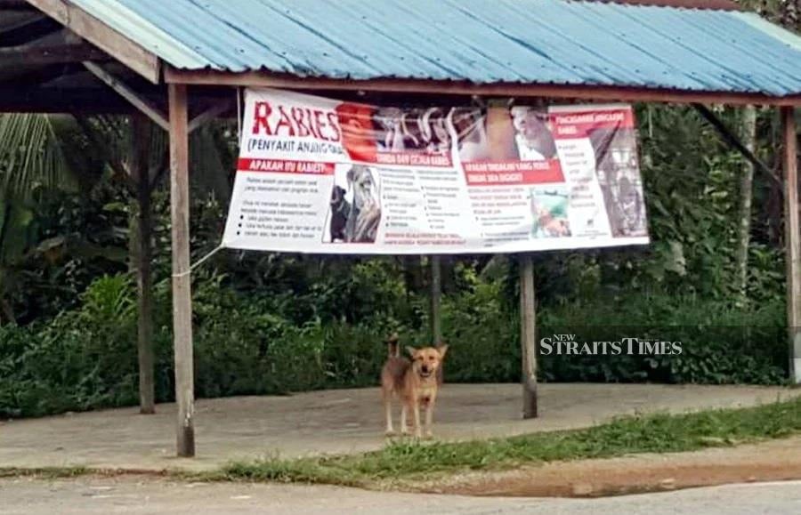 Sarawak to go door-to-door to vaccinate more dogs against rabies