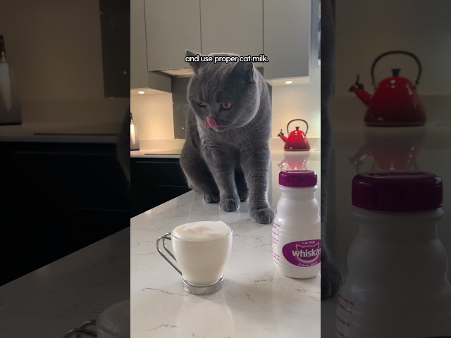 Vinny Can't Go A Day Without His Cat-uccino | The Dodo