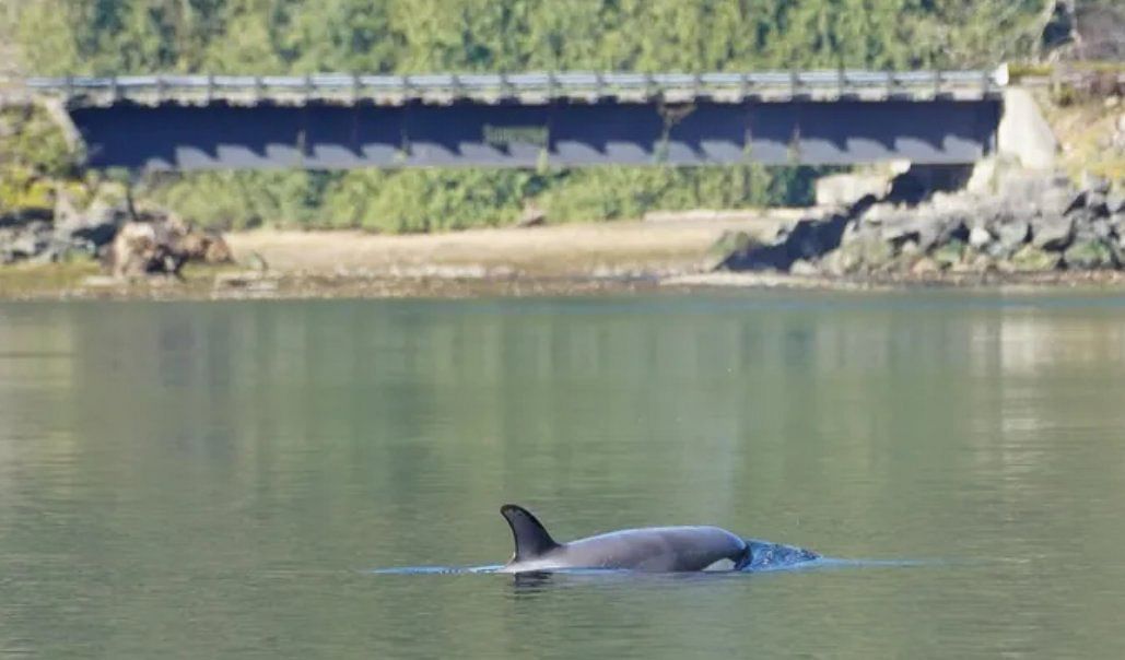 Orca calf trapped in Canadian lagoon swims to freedom