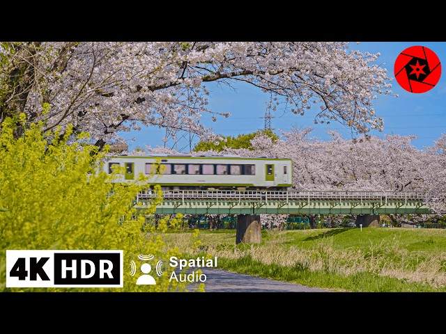 River of 1000 Cherry Blossoms - Saitama, Japan - 4K HDR Spatial Audio