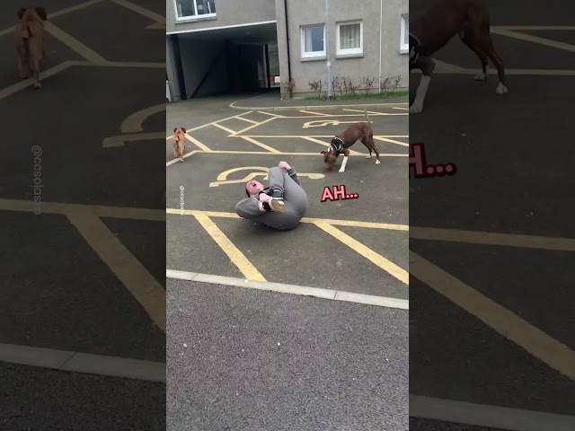 Woman Gets Tripped by Dogs 🐶😂